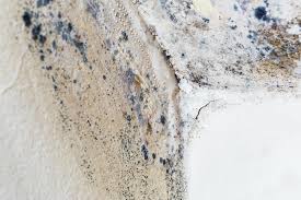 Professional Mold Inspection in Delisle, MS